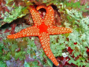 Etoiles de mer